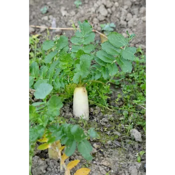 Natural Radish 